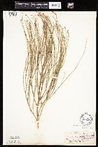 Lygodesmia juncea image