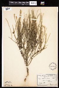 Lygodesmia juncea image