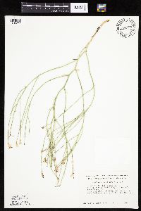 Lygodesmia juncea image