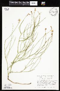 Lygodesmia juncea image