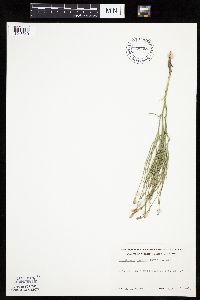 Lygodesmia juncea image