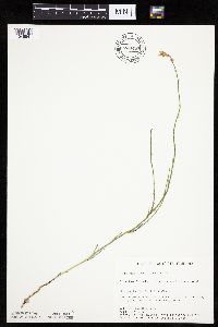 Lygodesmia juncea image