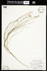 Lygodesmia juncea image