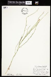 Lygodesmia juncea image
