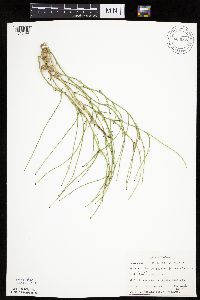Lygodesmia juncea image
