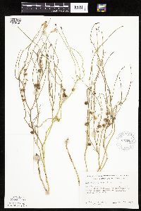 Lygodesmia juncea image