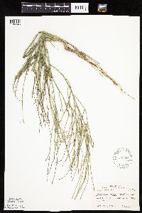 Lygodesmia juncea image