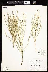 Lygodesmia juncea image