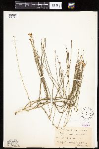 Lygodesmia juncea image