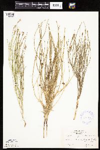 Lygodesmia juncea image