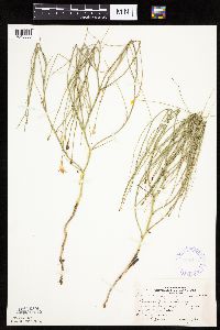 Lygodesmia juncea image