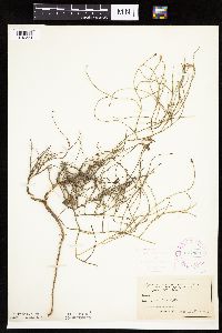Lygodesmia juncea image