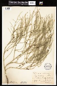 Lygodesmia juncea image