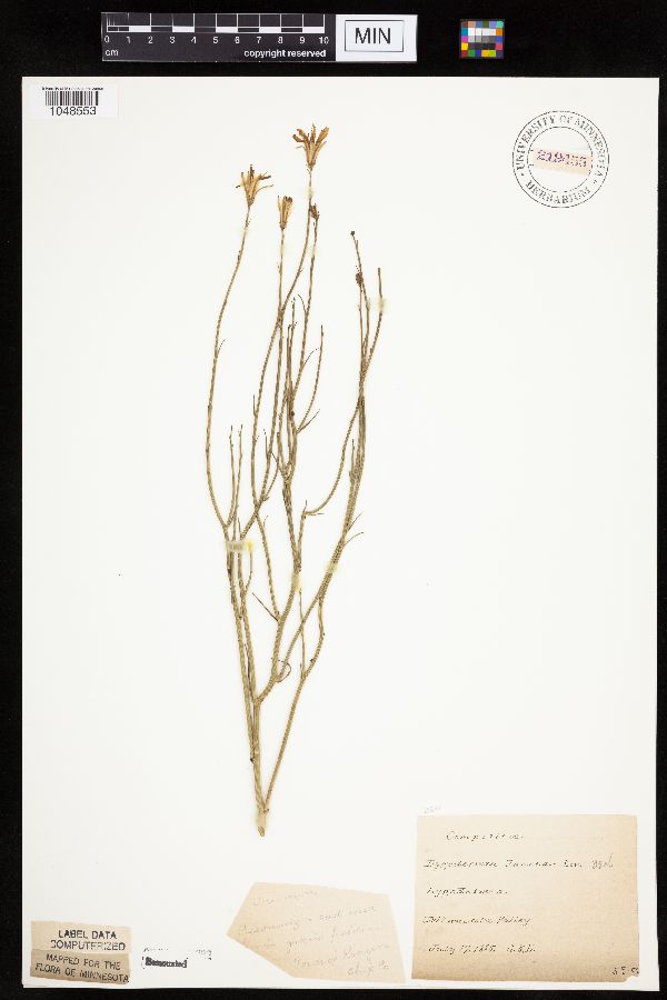 Lygodesmia juncea image