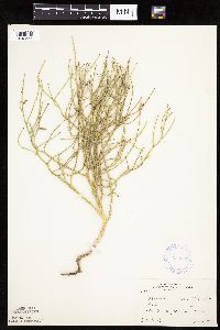 Lygodesmia juncea image