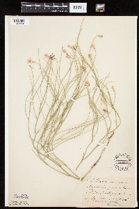 Lygodesmia juncea image