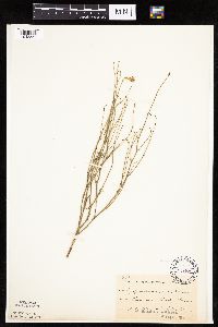 Lygodesmia juncea image