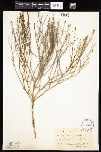 Lygodesmia juncea image