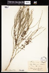 Lygodesmia juncea image