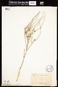 Lygodesmia juncea image