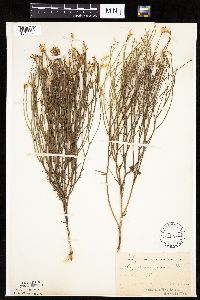 Lygodesmia juncea image