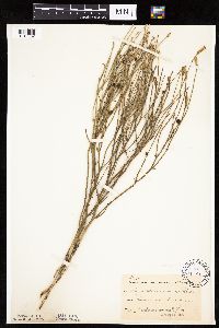 Lygodesmia juncea image