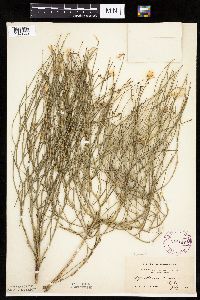 Lygodesmia juncea image