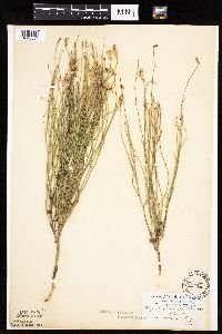 Lygodesmia juncea image