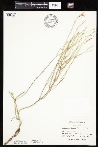 Lygodesmia juncea image