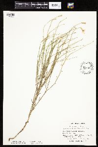 Lygodesmia juncea image
