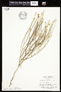 Lygodesmia juncea image