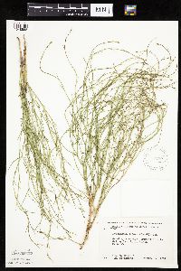Lygodesmia juncea image