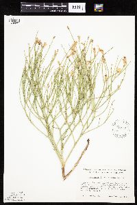 Lygodesmia juncea image