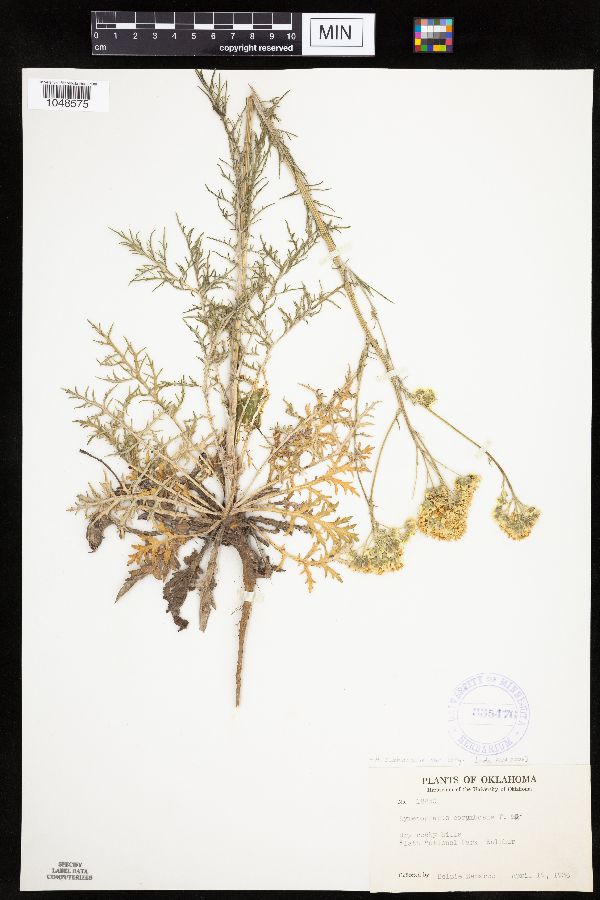 Hymenopappus scabiosaeus var. corymbosus image