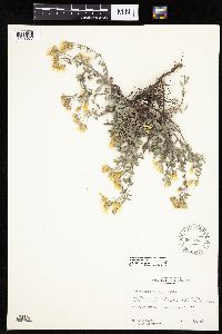 Heterotheca villosa image