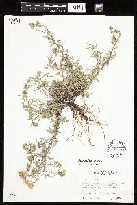 Heterotheca villosa image