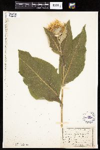 Inula helenium image