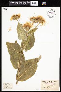 Inula helenium image