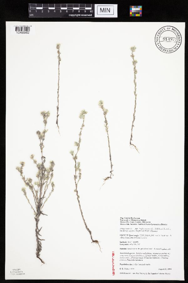 Logfia arvensis image