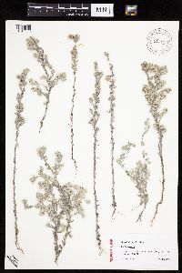 Logfia arvensis image