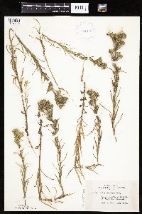 Madia glomerata image