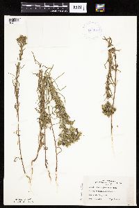 Madia glomerata image