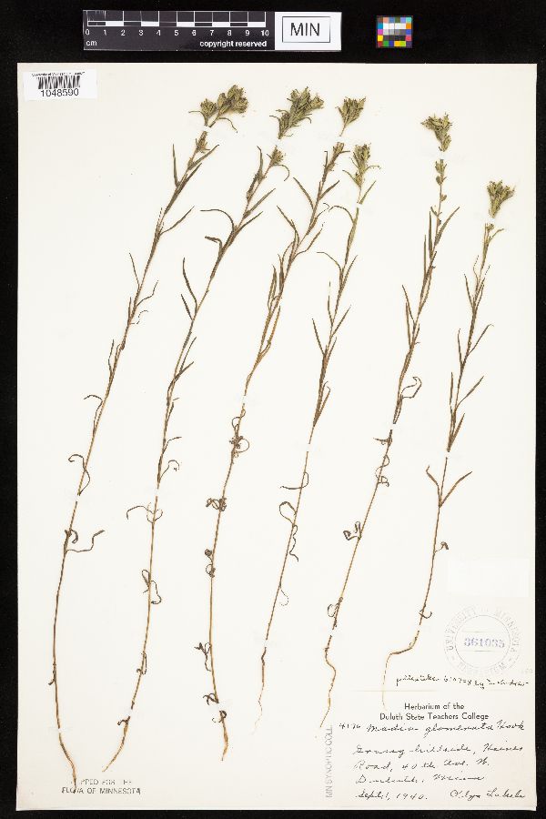 Madia glomerata image