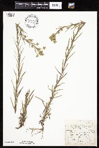 Madia glomerata image