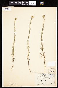 Madia glomerata image