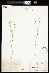 Madia glomerata image