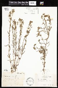 Madia glomerata image