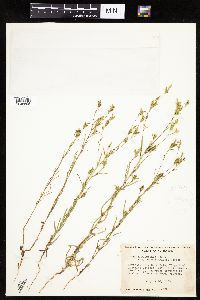 Madia glomerata image