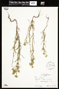 Madia glomerata image