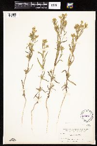 Madia glomerata image